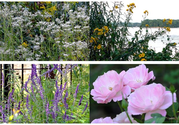 Carolina wildflowers card series